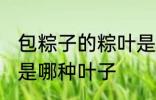 包粽子的粽叶是什么叶 包粽子的粽叶是哪种叶子