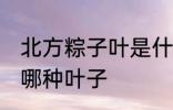 北方粽子叶是什么叶子 北方粽子叶是哪种叶子