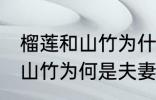 榴莲和山竹为什么是夫妻水果 榴莲和山竹为何是夫妻水果