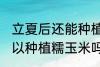 立夏后还能种植糯玉米吗 立夏后还可以种植糯玉米吗