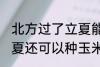 北方过了立夏能种玉米吗 北方过了立夏还可以种玉米吗