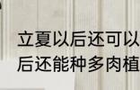 立夏以后还可以种多肉植物吗 立夏以后还能种多肉植物吗