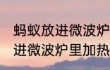 蚂蚁放进微波炉里加热会死吗 蚂蚁放进微波炉里加热会不会死