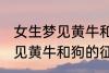 女生梦见黄牛和狗有什么兆头 女生梦见黄牛和狗的征兆