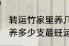 转运竹家里养几支最旺运 转运竹家里养多少支最旺运