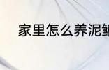 家里怎么养泥鳅 家里如何养泥鳅