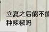 立夏之后能不能种辣椒 立夏之后可以种辣椒吗
