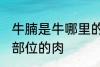 牛腩是牛哪里的肉 牛腩是牛身上哪个部位的肉