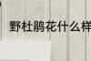 野杜鹃花什么样 野杜鹃花简单介绍