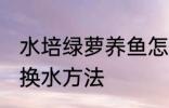 水培绿萝养鱼怎么换水 水培绿萝养鱼换水方法