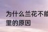 为什么兰花不能养家里 兰花不能养家里的原因