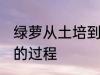 绿萝从土培到水培 绿萝从土培到水培的过程