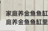 家庭养金鱼鱼缸里放什么水草好呢 家庭养金鱼鱼缸里放哪种水草好呢