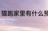 猫跑家里有什么预兆 猫跑家里的寓意