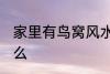 家里有鸟窝风水 家里有鸟窝代表了什么