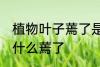 植物叶子蔫了是怎么回事 植物叶子为什么蔫了