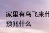 家里有鸟飞来什么预兆 家里有鸟飞来预兆什么