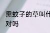 熏蚊子的草叫什么 驱蚊草也叫避蚊草对吗
