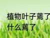 植物叶子蔫了是怎么回事 植物叶子为什么蔫了
