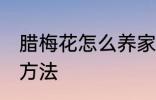 腊梅花怎么养家庭养法 腊梅花的养殖方法