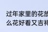 过年家里的花放什么好 过年家里放什么花好看又吉祥