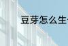豆芽怎么生长 豆芽如何生长