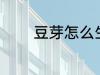 豆芽怎么生长 豆芽如何生长