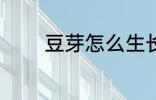 豆芽怎么生长 豆芽如何生长