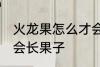火龙果怎么才会长果子 火龙果如何才会长果子