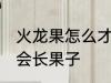 火龙果怎么才会长果子 火龙果如何才会长果子