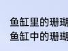 鱼缸里的珊瑚怎么清洗 如何清洗观赏鱼缸中的珊瑚