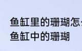 鱼缸里的珊瑚怎么清洗 如何清洗观赏鱼缸中的珊瑚