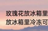 玫瑰花放冰箱里冷冻能保鲜吗 玫瑰花放冰箱里冷冻可以保鲜吗