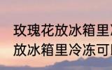 玫瑰花放冰箱里冷冻能保鲜吗 玫瑰花放冰箱里冷冻可以保鲜吗
