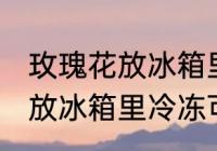 玫瑰花放冰箱里冷冻能保鲜吗 玫瑰花放冰箱里冷冻可以保鲜吗