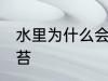 水里为什么会长青苔 水里为何会长青苔