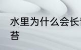 水里为什么会长青苔 水里为何会长青苔