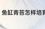鱼缸青苔怎样培育 鱼缸青苔如何培育
