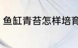 鱼缸青苔怎样培育 鱼缸青苔如何培育