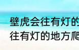 壁虎会往有灯的地方爬吗 壁虎会不会往有灯的地方爬
