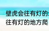 壁虎会往有灯的地方爬吗 壁虎会不会往有灯的地方爬