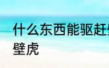 什么东西能驱赶壁虎 哪些东西能驱赶壁虎