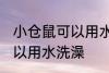 小仓鼠可以用水洗澡吗 小仓鼠可不可以用水洗澡