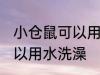 小仓鼠可以用水洗澡吗 小仓鼠可不可以用水洗澡