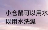 小仓鼠可以用水洗澡吗 小仓鼠可不可以用水洗澡