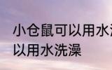 小仓鼠可以用水洗澡吗 小仓鼠可不可以用水洗澡