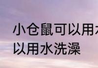 小仓鼠可以用水洗澡吗 小仓鼠可不可以用水洗澡