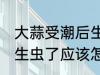 大蒜受潮后生虫了怎么办 大蒜受潮后生虫了应该怎么办