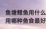 鱼塘鲤鱼用什么鱼食最好用 鱼塘鲤鱼用哪种鱼食最好用