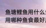 鱼塘鲤鱼用什么鱼食最好用 鱼塘鲤鱼用哪种鱼食最好用